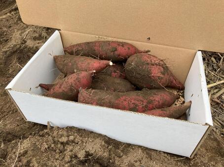 いも掘り　サツマイモ　 いも掘り,芋,サツマイモの写真素材