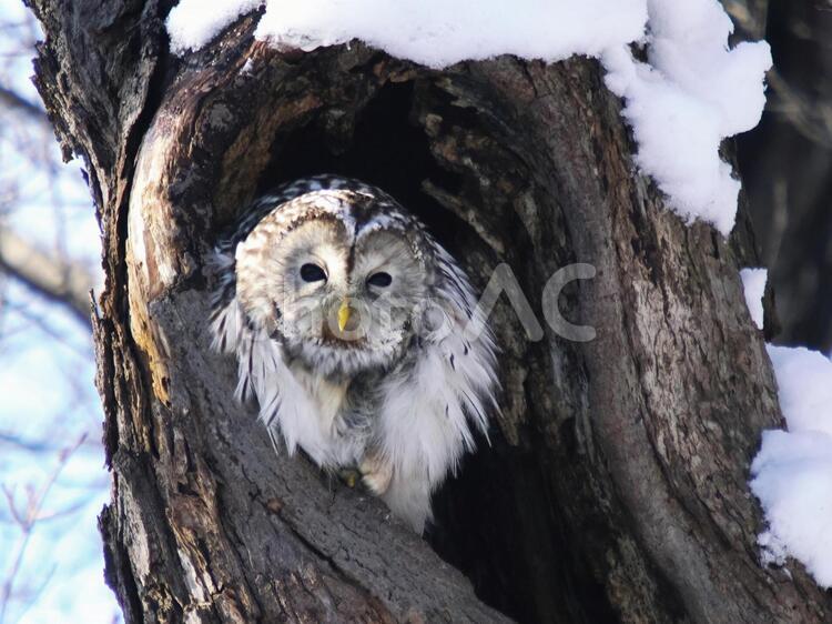 可愛いエゾフクロウ エゾフクロウ,野生生物,鳥の写真素材
