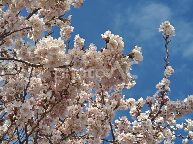 青空と満開の彼岸桜（ひがんざくら） 彼岸桜,ひがんざくら,満開の写真素材