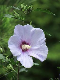 Photo, muggets, hibiscus, blue satin, 