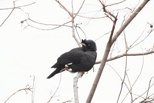 ハッカチョウ ハッカチョウ ハッカチョウ,野鳥,生き物の写真素材