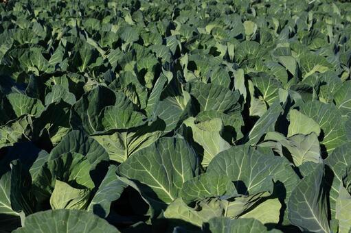 一面のキャベツ畑 キャベツ,畑,農業の写真素材