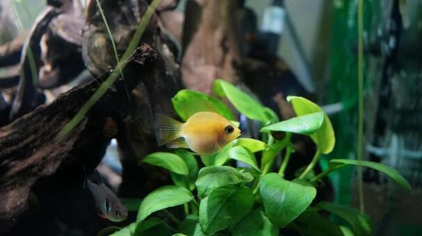 熱帯魚 熱帯魚の写真