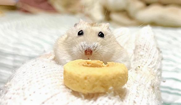Yellow Djungarian Hamster with Snacks, JPG