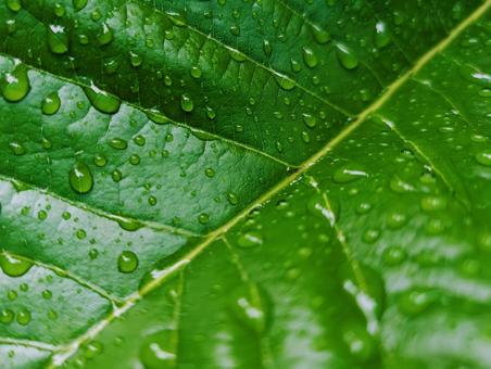 葉に水滴2 葉に水滴2 雨上がり,朝露,雨粒の写真素材