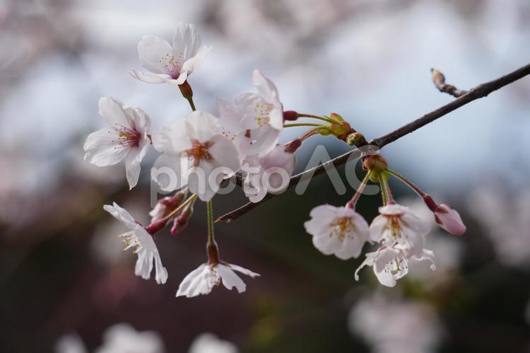 桜　花とつぼみ 桜,枝,春の写真素材