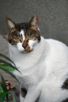 街中で見かけた野良ねこ9　猫素材　背景 ネコ,野良猫,可愛いの写真素材