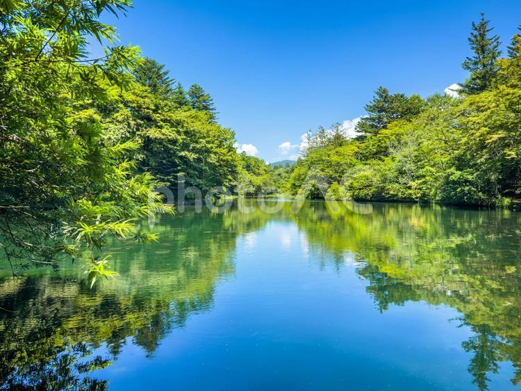 真夏の雲場池｜青空と緑とリフレクション 軽井沢,雲場池,青空の写真素材