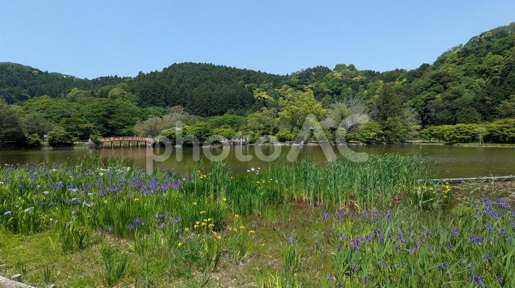 国宝　白水阿弥陀堂　初夏 白水阿弥陀堂,観光地,池の写真素材