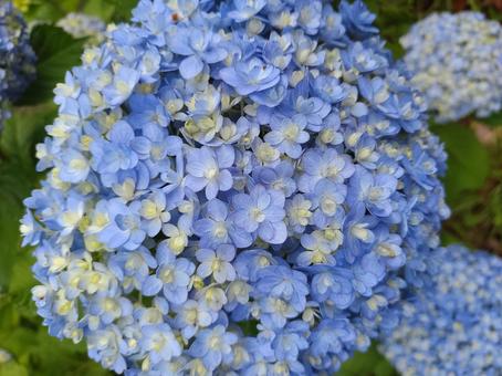 Hydrangea, JPG