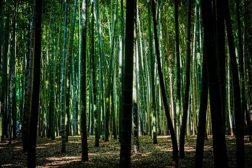栃木県　竹林 栃木,栃木県,宇都宮市の写真素材