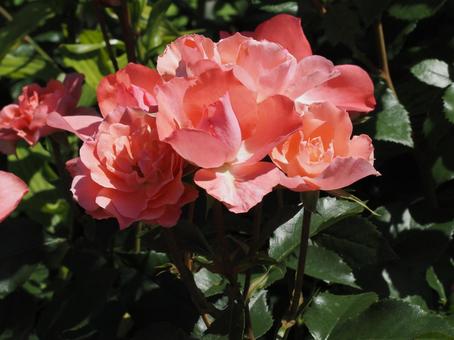 薔薇 薔薇,ローズ,春の写真素材