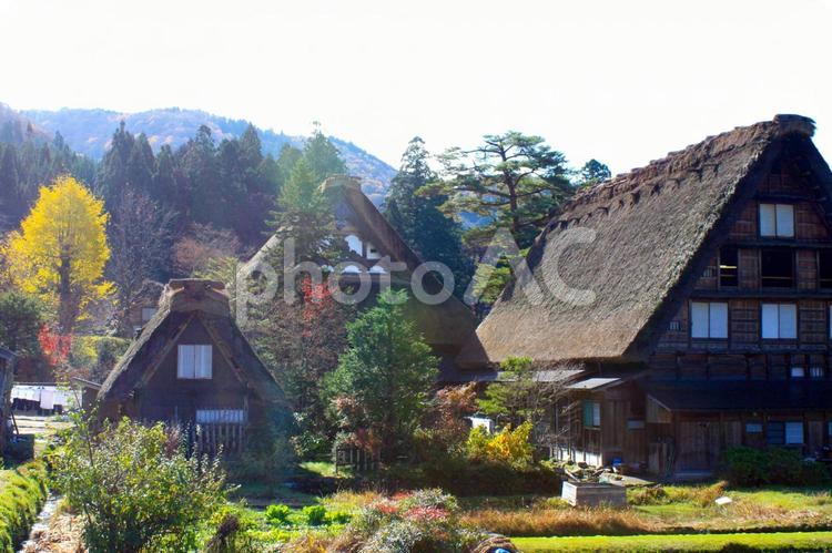 秋の白川郷・日本の心のふるさと 白川郷,合掌造り,集落の写真素材