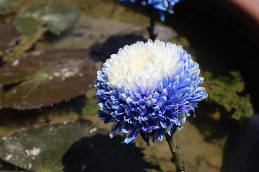八重の菊のような睡蓮の花のアップ 八重の菊のような睡蓮の花のアップ 八重,菊のような,睡蓮の写真素材