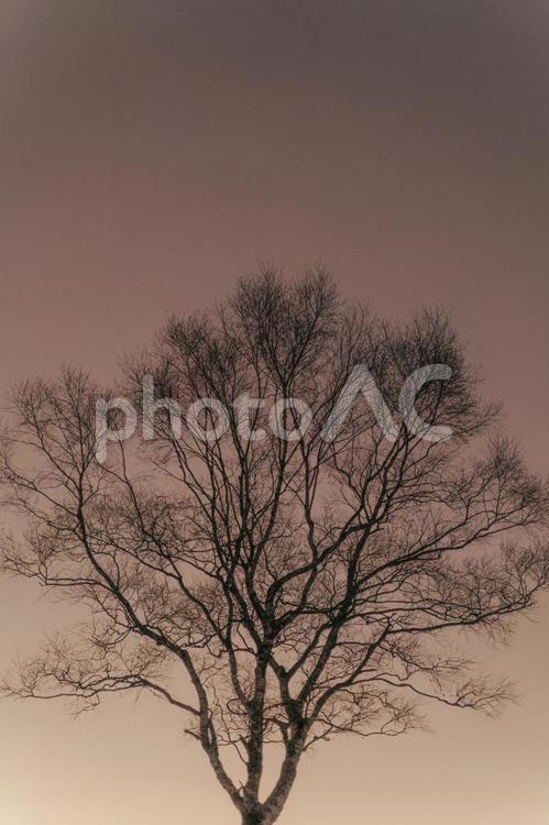 水墨画のようなシルエット 夕暮れ,夕方,シルエットの写真素材