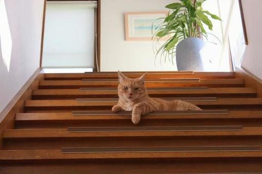 どう? どう?の写真