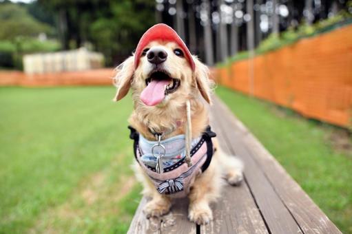 アジリティーをする犬 アジリティーをする犬の写真