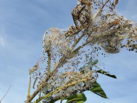 桑の木につくアメリカシロヒトリ 桑の木につくアメリカシロヒトリ アメリカシロヒトリ,アメシロ,毛虫の写真素材