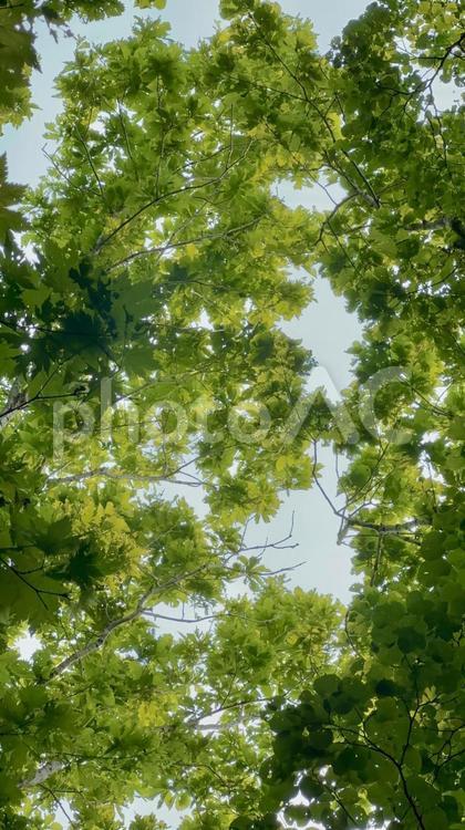 木漏れ日 木漏れ日,こもれび,緑の写真素材