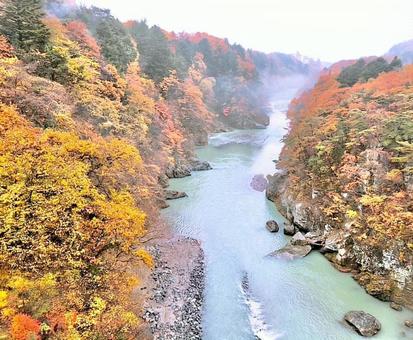 紅葉 紅葉の写真