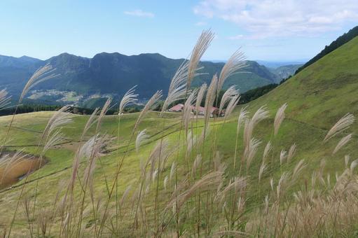 曽爾高原のすすき 10月,秋,山歩きの写真素材