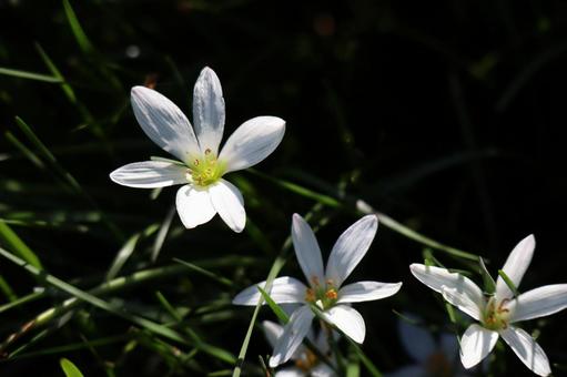 光りを浴びて咲くタマスダレの白い花 光り,浴びて,咲くの写真素材