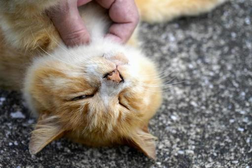 Relaxed stray cat, JPG