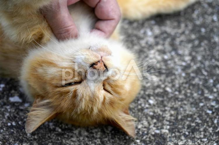 まったり野良猫 ネコ,かわいい,ねこの写真素材
