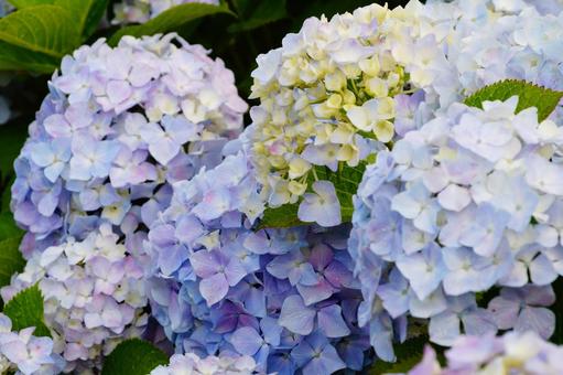 アジサイの花 アジサイの花の写真
