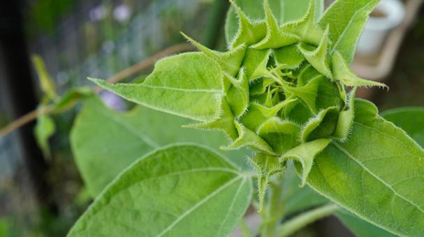 ひまわりの蕾 ひまわりの蕾 ひまわり,蕾,成長の写真素材
