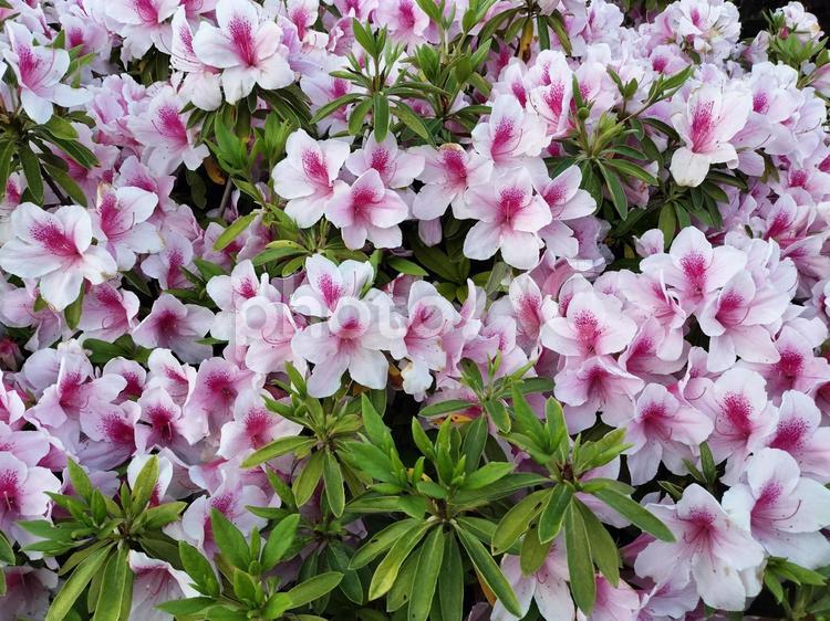 たくさんのアザレア アザレア,花,植物の写真素材