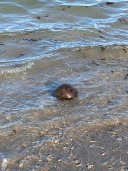 海 ヤシの実 海 ヤシの実 海,波,ヤシの実の写真素材