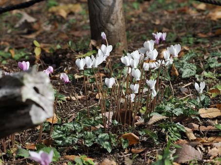 原種シクラメン白 白い原種シクラメン,相模原公園,屋外の写真素材
