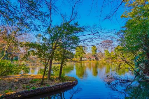 善福寺公園の湖と木々 善福寺公園の湖と木々 池,水面,木々の写真素材