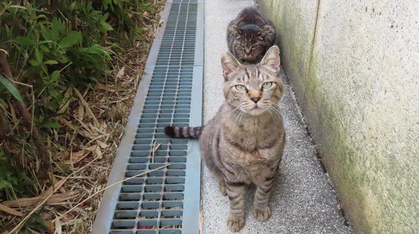 カメラ目線にも色々あるもふもふな猫様たちの写真