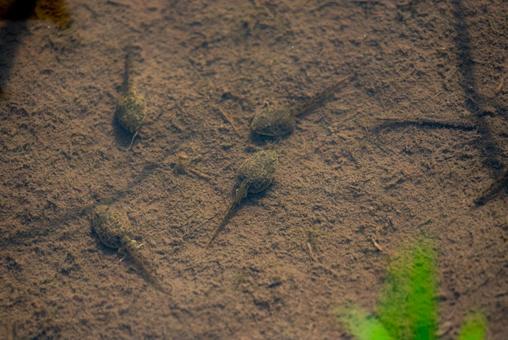 泥底を泳ぐオタマジャクシたち オタマジャクシ,おたまじゃくし,水中の写真素材