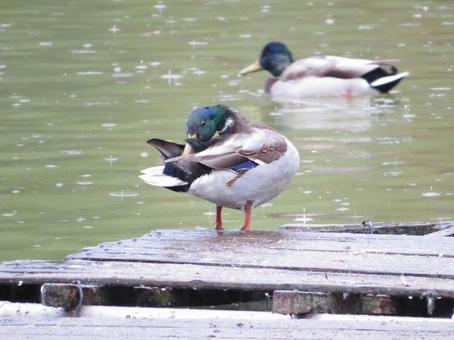 羽をお手入れする カモ(マガモ) 羽をお手入れする カモ(マガモ)の写真