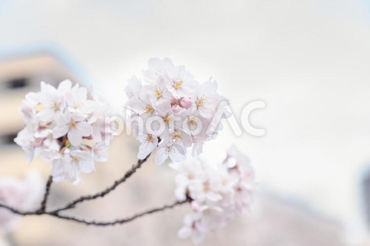 満開の桜と桜の花のクローズアップ 桜,さくら,花びらの写真素材