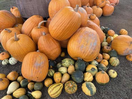 ハロウィンかぼちゃ かぼちゃ,カボチャ,ハロウィンの写真素材