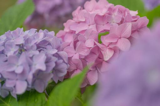 雨の日の紫陽花 雨の日の紫陽花の写真