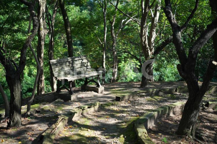 木漏れ日のベンチと遊歩道 ベンチ,椅子,木陰の写真素材