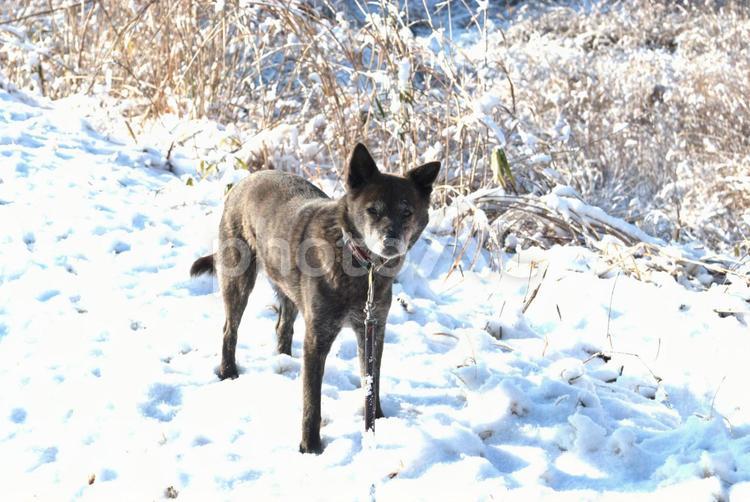 冬の犬のお散歩 冬,犬,雪の写真素材