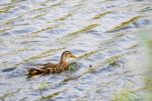 カルガモ(102) 鳥,カルガモ,野鳥の写真素材