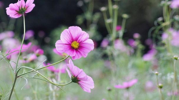 コスモス-247 コスモス,赤紫色,ピンクの写真素材
