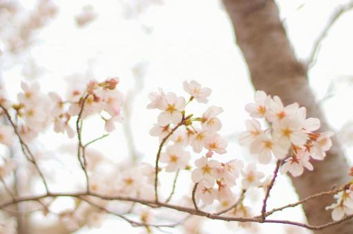 桜咲くの写真