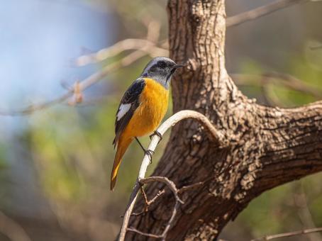 照片, 黄尾鸲, 乔比奥, 雄性daurian redstart, 