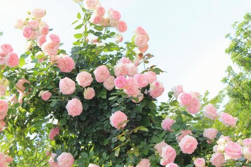 Photo, rose, pink, rose garden, 