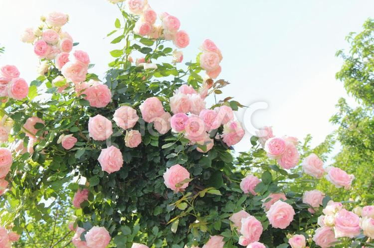 ふんわり　ガーリーな薔薇 薔薇,ピンク,バラ園の写真素材