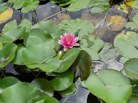 redwaterlily redwaterlily スイレン,赤い花,睡蓮の花の写真素材
