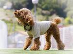 ドッグランのトイプードル 犬,トイプードル,トイプーの写真素材